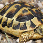 Hermans Tortoise £175