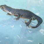 Alpine newt