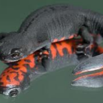 Alpine newt against a white background