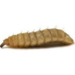 Calci-Worms (Small Pack)
