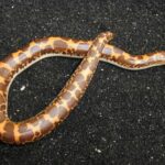Kenyan Sand Boa