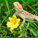 Bearded Dragon Juvenile in the grass next to a flower