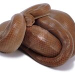 Colombian Rainbow Boa Constrictor