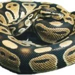 baby royal python