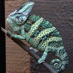 Yemen chameleon perched on a branch