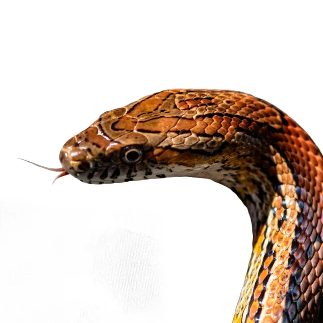 a snake with its tongue out against a white background