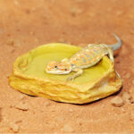 Habistat Sandstone Water Dish in an enclosure with a gecko climbing inside