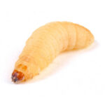 wax worm against a white background