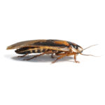 a large roach against a white background
