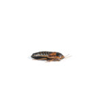 a small roach against a white background