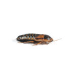 a small roach against white background